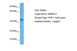 SNAPC3 Rabbit anti-Human, Polyclonal, Novus Biologicals 0.1ml; Unconjugated:Antibodies,